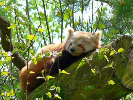 Bear On Tree - bear, on tree, picture, beautiful