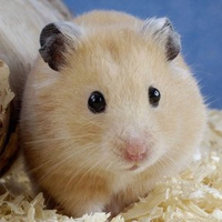 Cute mouse