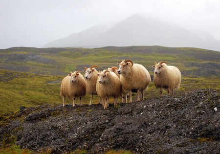 Sheeps in Wild - sheeps, cool, in wild, picture