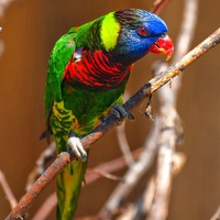 Colorful Parrot