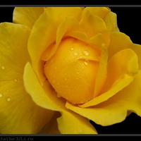 yellow rose