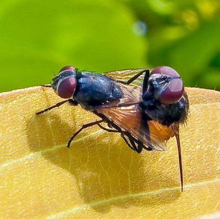 Flies Mating - nature, injsect, flies, animals, mating