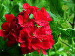 Geranium in the rain