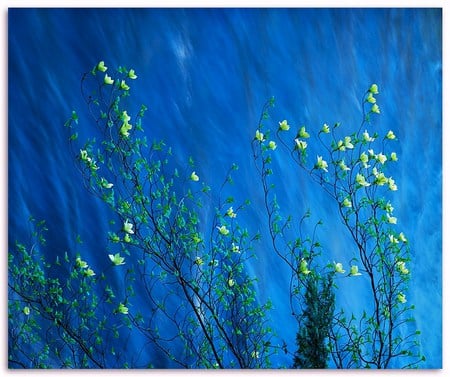 Above the flow - blooms, blue water, branches, white flowers