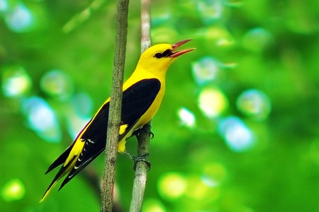 Day and night - yellow and black, bird, branch, green leaves, contrast