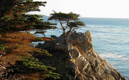 Lone Cypress - ocean, ca, trees, scenic, coast, nature, monterey, cliffs, landscapes