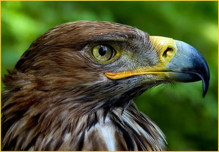 Young Eagle - eagle, animals, raptor, birds