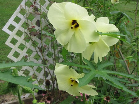 Yellow Hibiscus - flowers, garden, yellow, nature