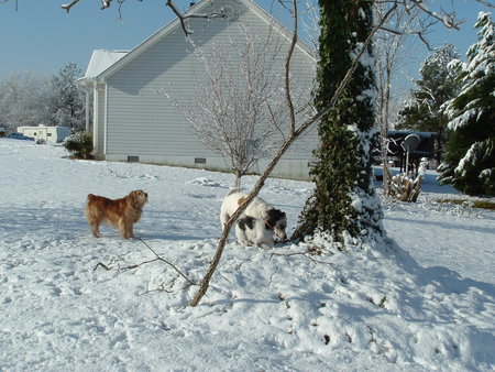 The dogs in the snow - dogs, white, peacefull, snow