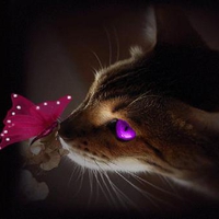 Cat and the Butterfly