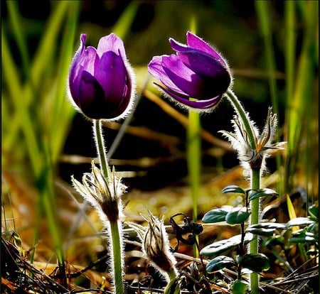 Tulip touch - tulips, purple, field, leaning