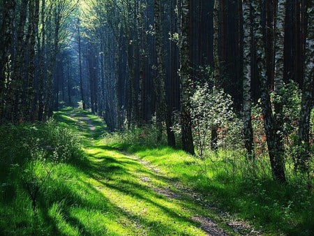 Summer walk - sunlit, trees, grass, walk, forest