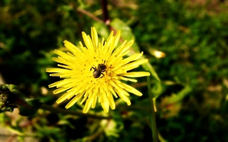 The Flower and the Guest - insect, nature, grass, flower