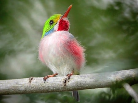 Beautiful Bird - bird, picture, cool, beautiful