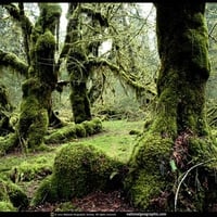 Cypress Trees