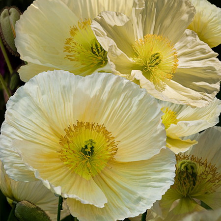 poppy - macro, poppy, white, summer