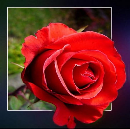 red rose - 3d, red, single, bud, rose