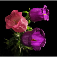 bells