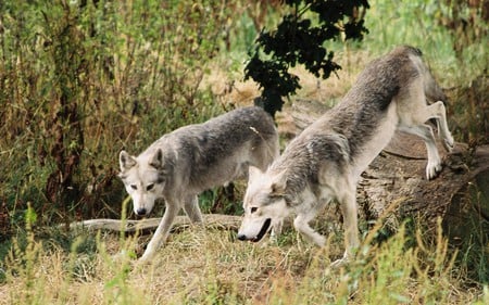 Two Wolf - Other & Animals Background Wallpapers on Desktop Nexus ...