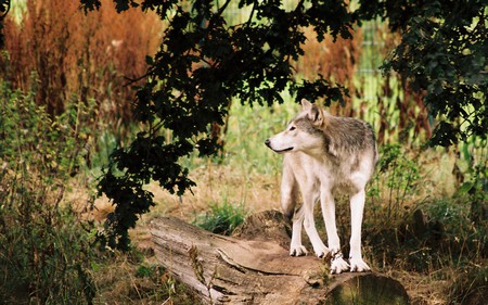 Wolf - field, standing, wolf, wolves