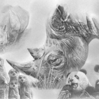 wild animals drawings