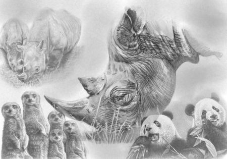 wild animals drawings - panda bear, rhino, mearcat, africa