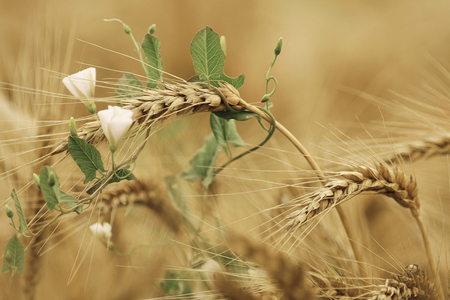 Wheat - wheat, nature, grain, fields