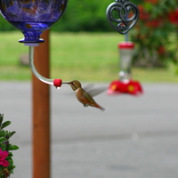 Feeding Hummer