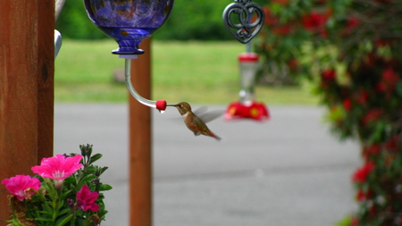 Feeding Hummer - colors, bird feeder, humming bird, birds