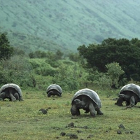 Giant Galapagos Tortoises, Isabela Island