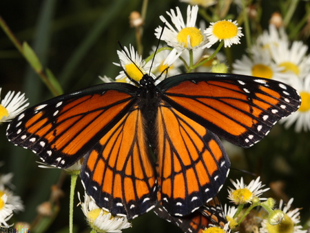 Viceroy Butterfly - butterfly, colorful, viceroy, flowers, resting