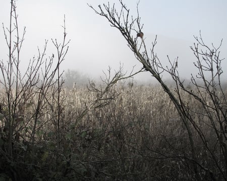 Last days of the Fall - caucasus, fog, autumn, kakheti, georgia, telavi