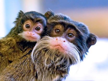 sweet...... - primates, monkey, sweet, animals