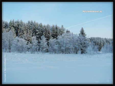 winter tress - white, trees, snow, winter, pure