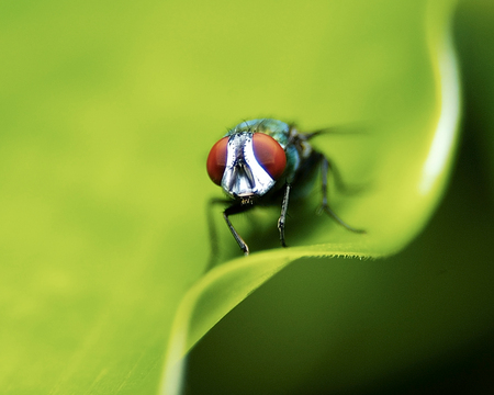 GREEN INSECT - insekt, green animal, green, fly