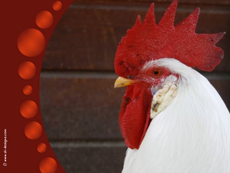 white rooster - white, rooster, red, barn