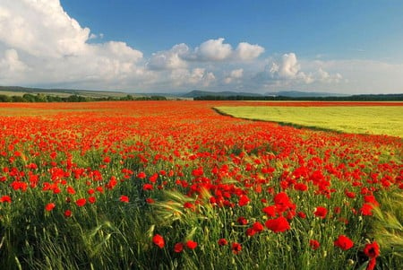 Flowers in Field - flowers, picture, in field, beautiful