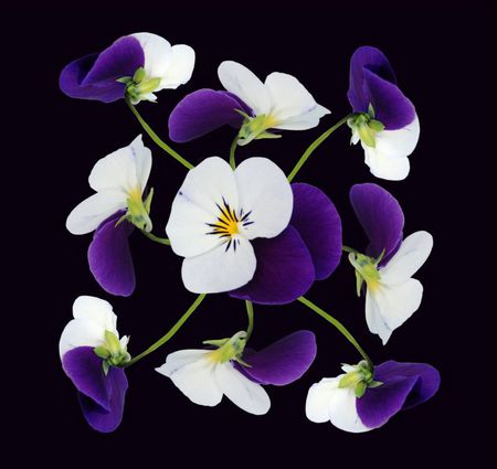 pansy - white, pansy, blue, flower