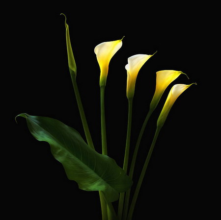 cala - yellow, light, cala, elegant, flower