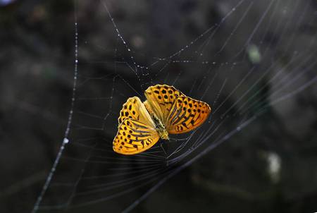 Wrong Turn - butterfly, web, colorful, animals