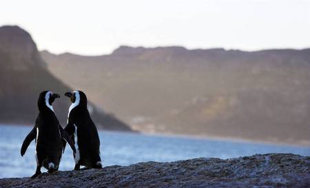 You Go First - penquins, water, animals, first