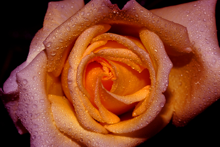 A Rose is just a Rose - nature, pink, rose, dew, flower