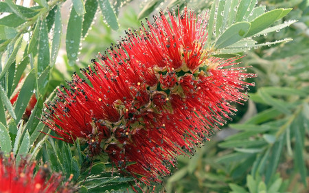 Up close and Personal - nature, red, leaves, dew, flower