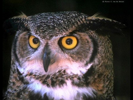 I Spy With My Little Eye - watching, feathers, big eyes, horned owl