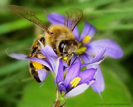 Bee and Flower - honey, bee, flower, purple