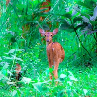 Deer in Green