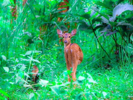 Deer in Green - beautiful, in green, deer, picture