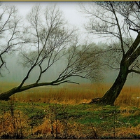 LEANING TREES