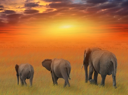 Elephant Family - family, animals, clouds, plains, elephant, sun