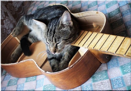 After the music ends - bed, cat, blue blanket, base of guitar, resting